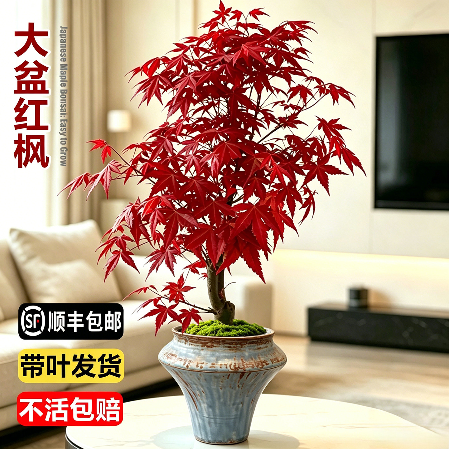 红枫树盆栽日本红舞姬老桩室内客厅庭院四季好养彩叶树苗桌面盆景 - 实物图