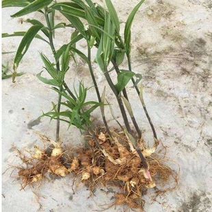 云南黄精种滇黄精种子老虎姜种子种子种苗姜型多花甜黄精去皮净子