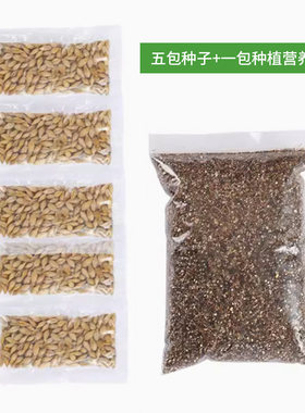 猫草种子化毛去毛球麦草籽猫草棒