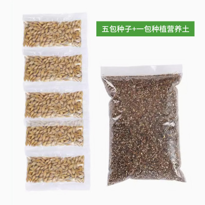 猫草种子化毛去毛球麦草籽猫草棒