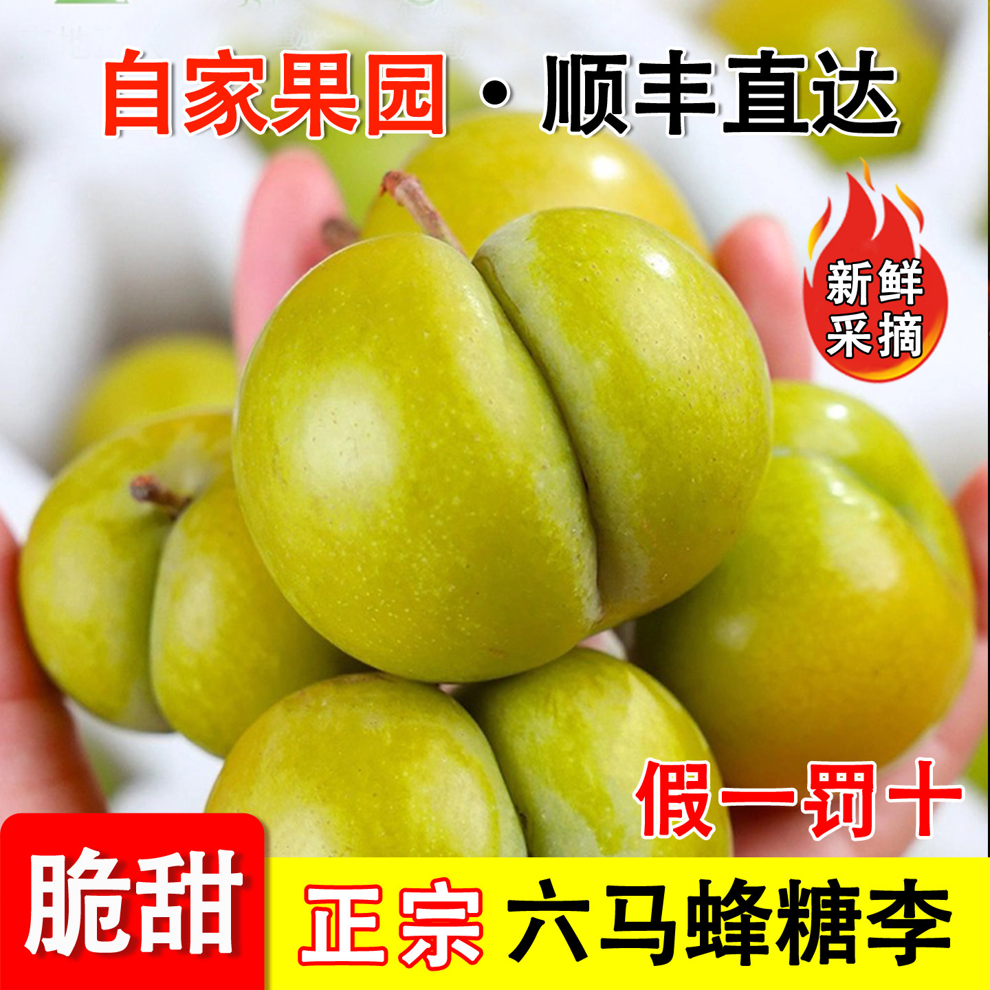 【现货】六马蜂糖李果园直发