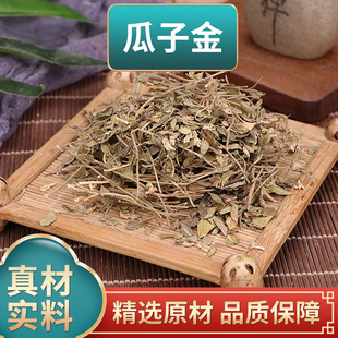 瓜子金中药材中草药黄瓜仁草瓜子草辰砂草金锁匙瓜子金煮水泡水