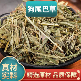 狗尾巴草中药材干货毛毛草九尾草狗尾草干毛虫草谷莠子九尾草