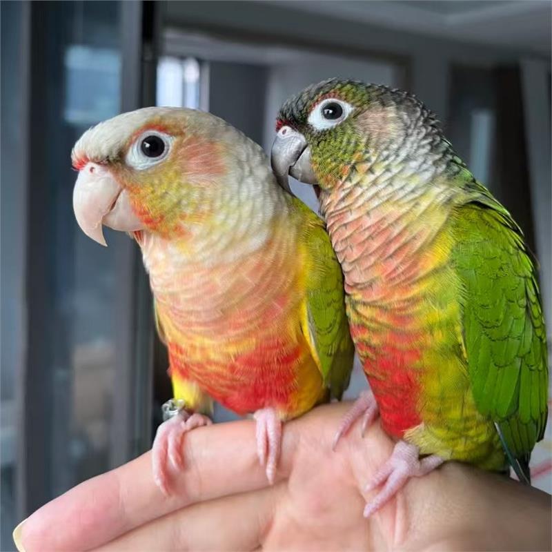黄边凤梨肉桂活鸟小太阳鹦鹉雏鸟绿颊会说话手养小鸟宠物半毛鸟类