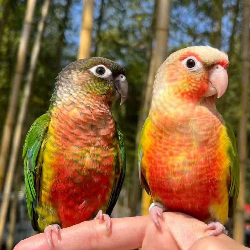 半毛雏鸟小太阳鹦鹉活鸟会说话手养亲人凤梨黄边肉桂小鸟宠物鸟类