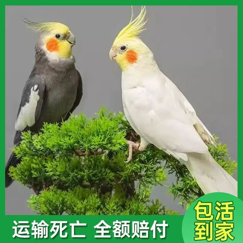 玄凤鹦鹉纯手养活体会学说话宠物鹦鹉活鸟幼鸟黄化玄凤原始灰