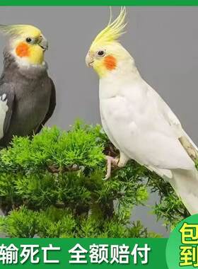 玄凤鹦鹉纯手养活体会学说话宠物鹦鹉活鸟幼鸟黄化玄凤原始灰