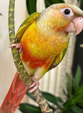 手养黄边凤梨小太阳鹦鹉活鸟肉桂雏鸟半毛断奶全毛小太阳幼鸟