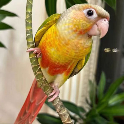 手养小太阳鹦鹉活鸟鹦鹉雏鸟黄边绿颊活体半毛断奶全毛小太阳幼鸟