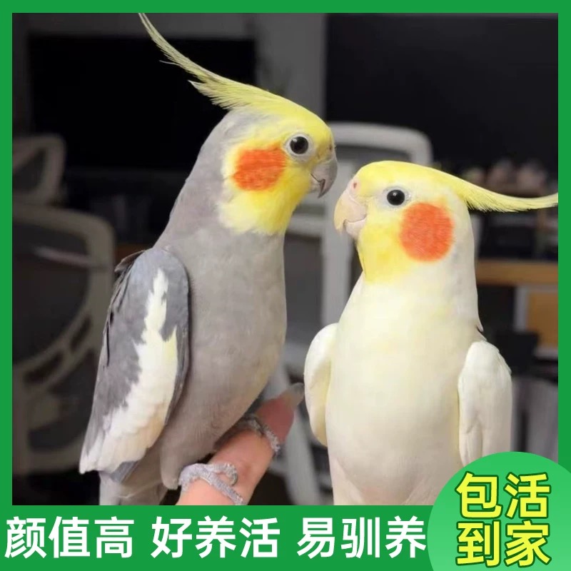 亲人能学说话唱歌的半毛宠物雏鸟玄凤鹦鹉活鸟黄化珍珠原始灰手养