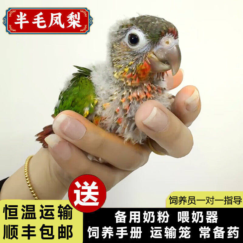亲人凤梨黄边肉桂小鸟宠物鸟类半毛雏鸟小太阳鹦鹉活鸟会说话手养