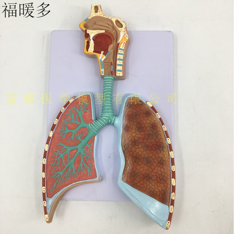 人体呼吸系统解剖模型 肺解剖呼吸系统浮雕模型 肺泡放大解剖模型