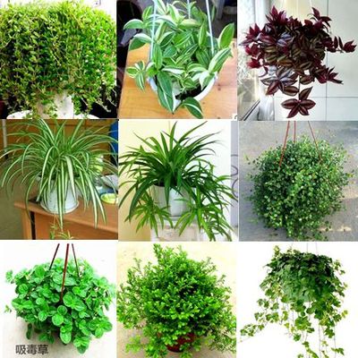镇吊兰种吊兰垂花架悬挂养活植物绿好树人水宅盆栽客厅自培四季植