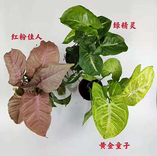 彩叶合果芋室内桌面盆栽金童子绿精灵红粉佳人四季常青花卉绿植
