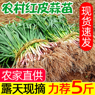 农家露天当季新鲜红皮蒜苗现摘