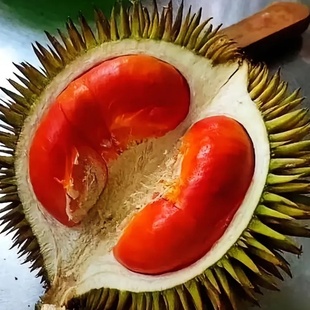 【关注主播】抢19.9/个小榴莲 品种随机收到辨别生熟停留直播间抢