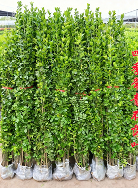 围墙篱笆植物大叶北海道黄杨苗冬青树苗四季常青耐寒庭院绿篱树苗
