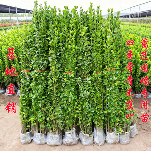 围墙篱笆植物大叶北海道黄杨苗冬青树苗四季常青耐寒庭院绿篱树苗