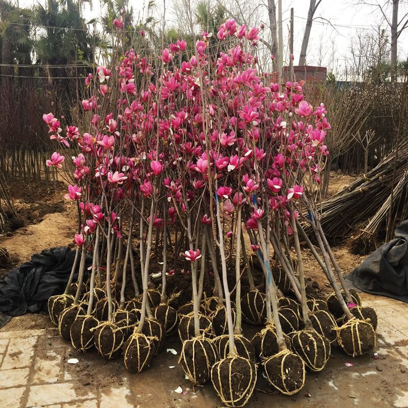 四季庭院玉兰树苗庭院树木红白黄紫二乔盆栽耐冻绿化风景树 1.5公