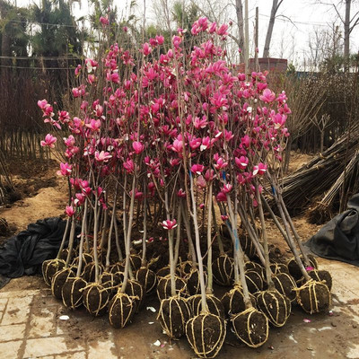 四季庭院玉兰树苗庭院树木红白黄紫二乔盆栽耐冻绿化风景树 1.5公