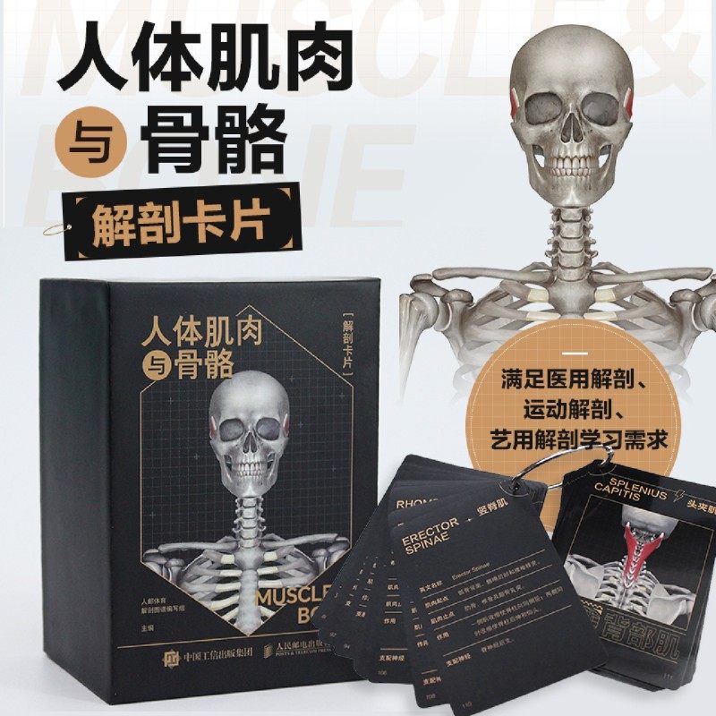 【新华书店旗舰店】人体肌肉与骨骼解剖卡片 运动骨骼肌肉解剖学 运动解剖图谱 正版书籍