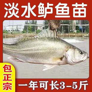 鲈鱼鱼苗淡水养殖活体加州特大正宗冷水七星大口鲈路亚包活