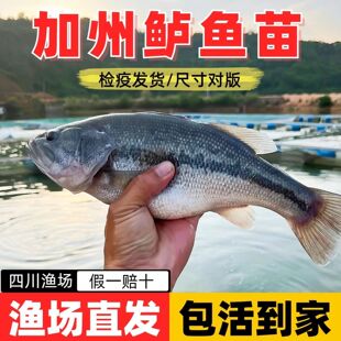 鲈鱼鱼苗正宗淡水养殖七星特大加州冷水三号大口鲈路亚包活