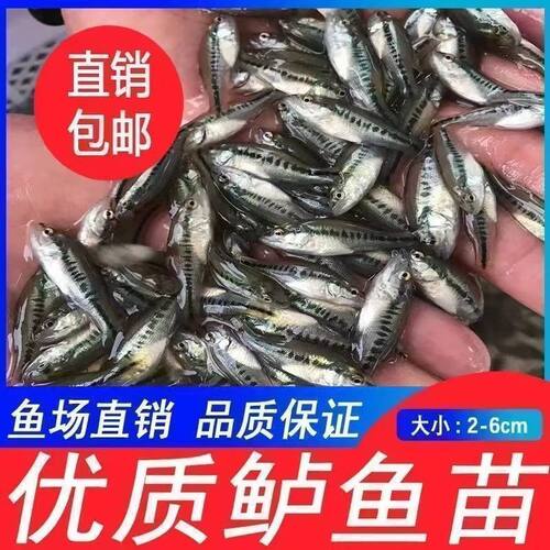 淡水鲈鱼苗七星加州路亚