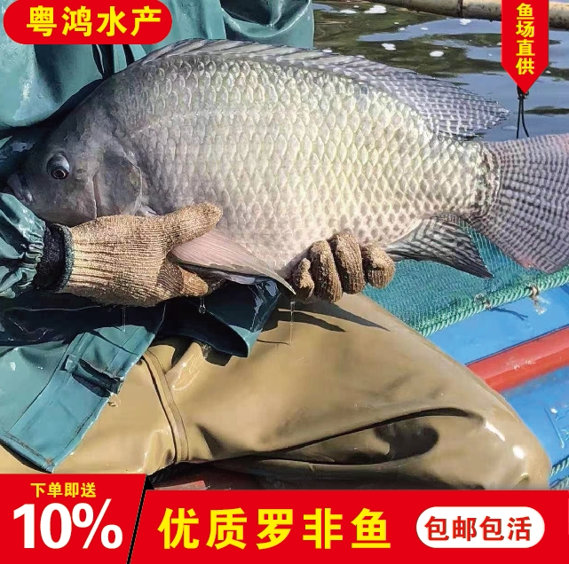 特大种罗非鱼苗 活体福寿鱼 吉富奥尼单性罗非王鱼苗