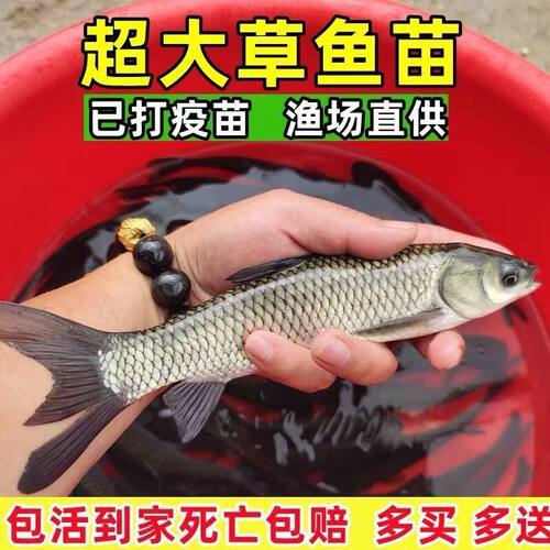 草鱼苗半斤一条20厘米长