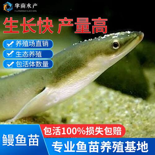 鳗鱼苗淡水白鳝花河美