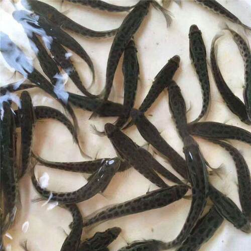 半斤黑鱼乌鱼冷水养殖食