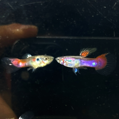 元祖花鳉原始种孔雀鱼胎生鱼纯种淡水好养耐活热带观赏鱼色彩艳丽