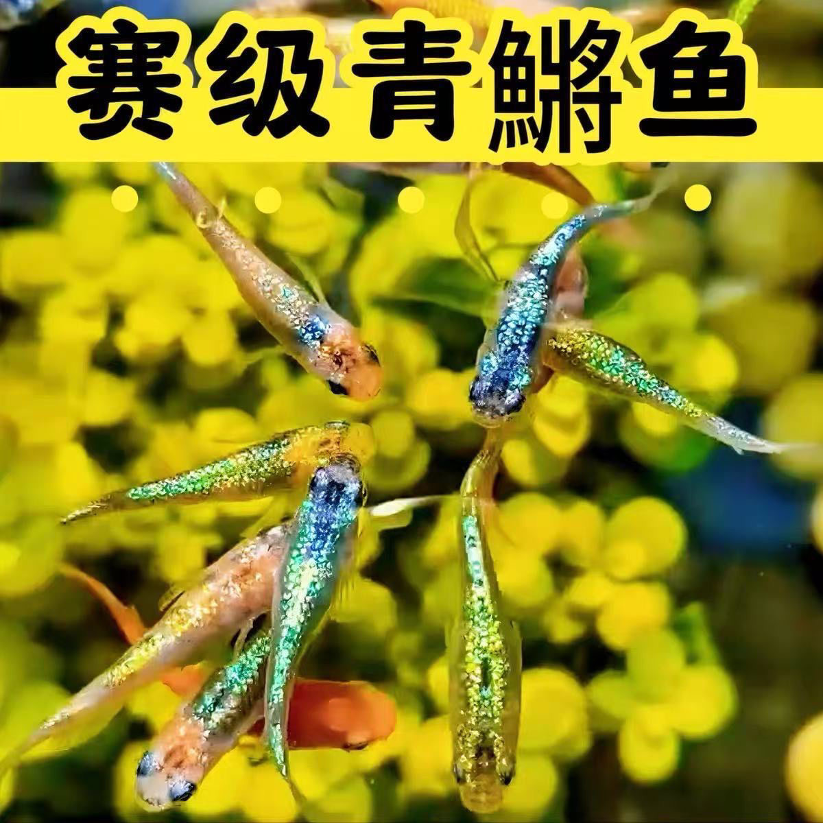 观背青鳉星光系鱼苗冷水小型观赏鱼生态缸除油膜好养易活蓝宝石闪