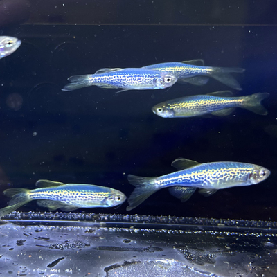 灯科鱼蓝莓豹纹蝶翼斑马活体淡水新练手好养小型热带观赏网红易活