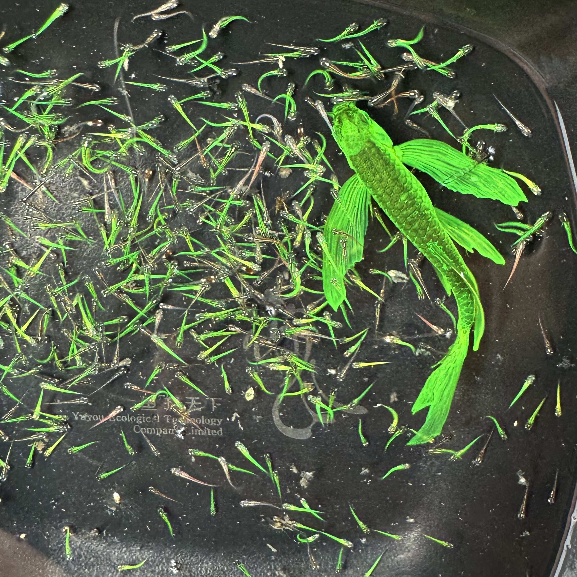 水花暗夜绿豹纹蝶翼斑马鱼苗长鳍翡翠绿龙凤冷水小型淡水好养易活