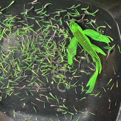 水花暗夜绿豹纹蝶翼斑马鱼苗长鳍翡翠绿龙凤冷水小型淡水好养易活