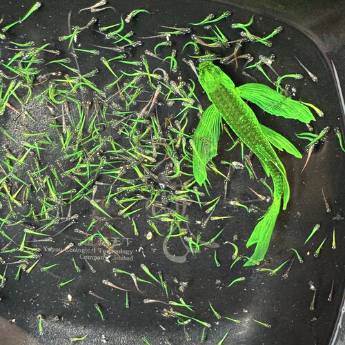 水花暗夜绿豹纹蝶翼斑马鱼苗长鳍翡翠绿龙凤冷水小型淡水好养易活