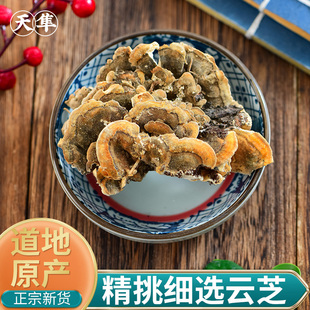 【地道无硫】云芝野生正品新货中药材云灵芝 精挑白灰底云芝
