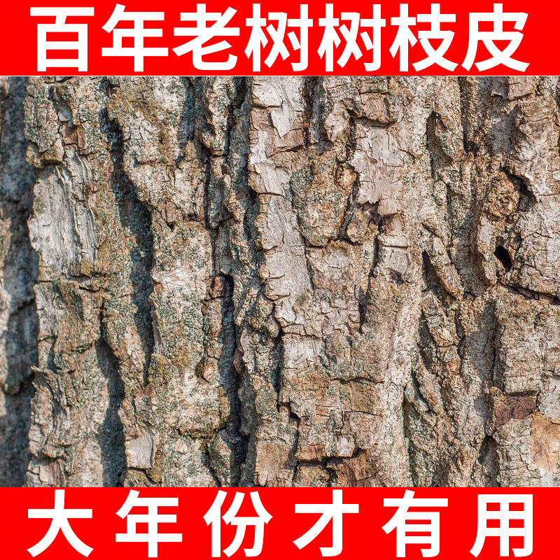 山野生核桃树皮东北山核桃树