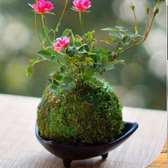 带花四季开花迷你超微型月季玫瑰姬月季苔藓球阳台窗台桌面绿花卉