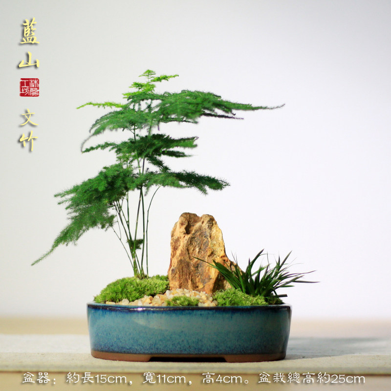 蓝山文竹室内净化空气四季常青小盆栽微型苔藓禅意山水桌面小盆景