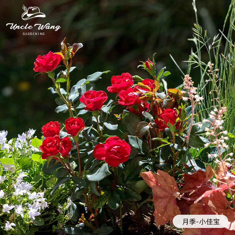 种花王大爷 月季小佳宝微型月季多季阳台露台抗病新手易养低维护