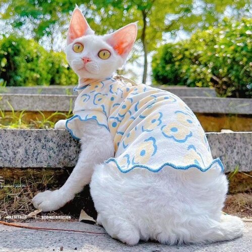 夏季猫咪衣服轻薄透气猫咪打底服斯芬克斯德文小型幼犬无毛猫衣服