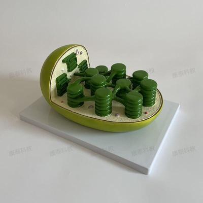 康泰叶绿体模型植物细胞s生物教学仪器中学校实验装备器材细胞器