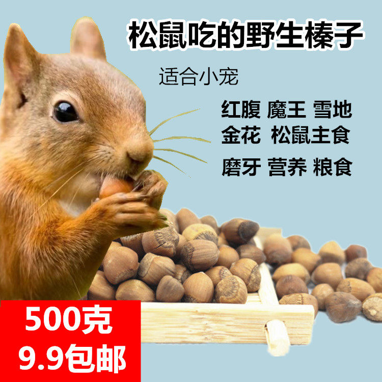 野生小榛子2024新货松鼠吃的磨牙零食主粮粮食东北红腹魔王金花黄