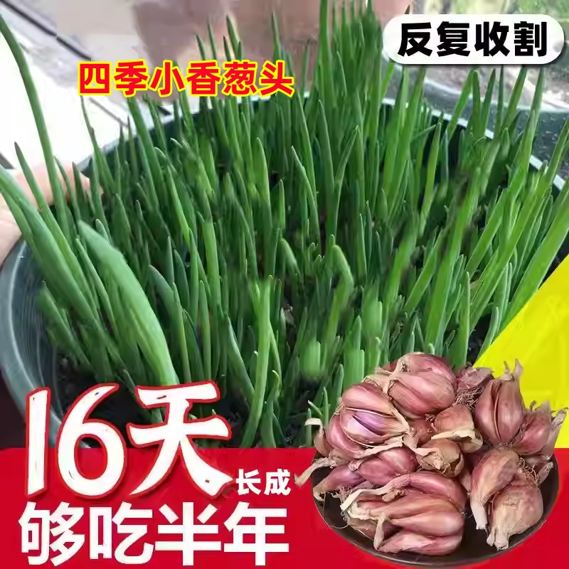 当季新货四季小香葱红葱头种植