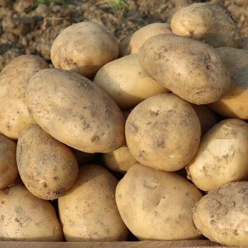 农家现挖土豆新鲜蔬菜洋芋地瓜