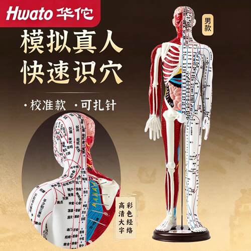 cr华佗人体针灸模型半肌肉骨骼穴位高清刻字可扎针经络仿真练习教