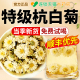特级正宗桐乡特产新鲜杭白菊胎菊2025新货菊花茶正品 官方旗舰店qf